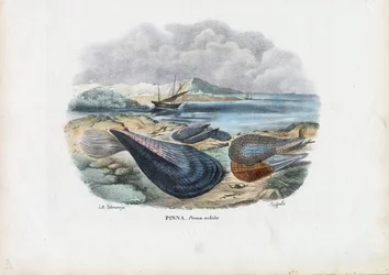 Moules, 1863-79